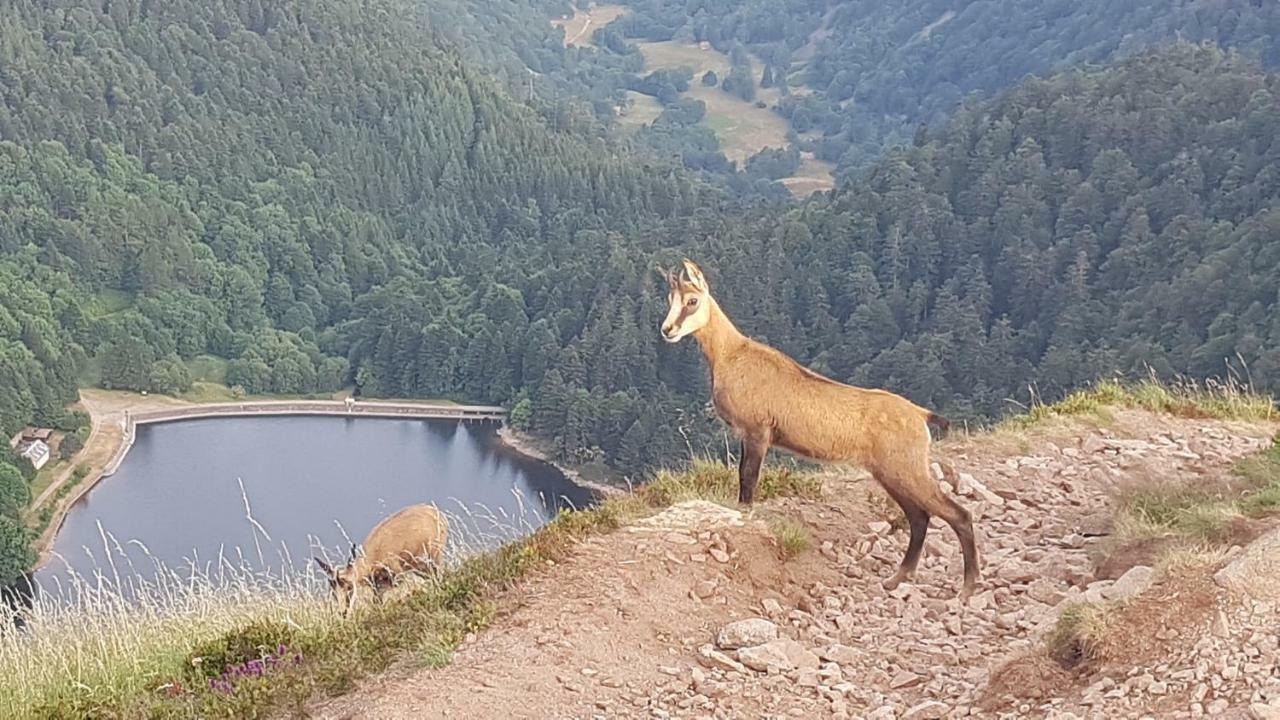 Naturezenkota Mittlach Dış mekan fotoğraf